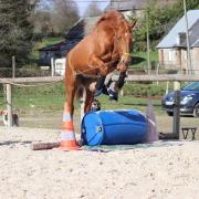 Travail a pied du cheval